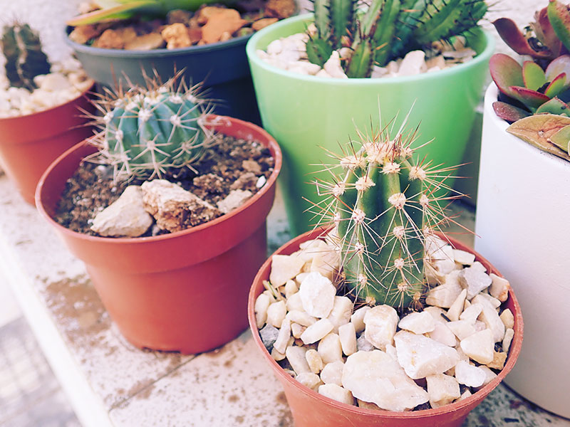 Cutest Cactus Names On The Plot Funny Pet Names For Cacti