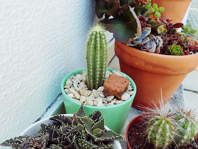 Cutest Cactus Names On The Plot Funny Pet Names For Cacti