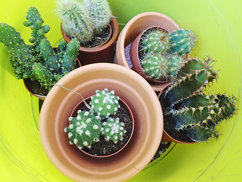 Cactus Puns so Prickin’ Funny, Life Would Succ Without Them