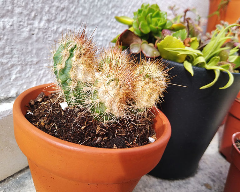 Cactus Yellowing [Issues + Fix] What to Do If Your Cactus Turns Yellow