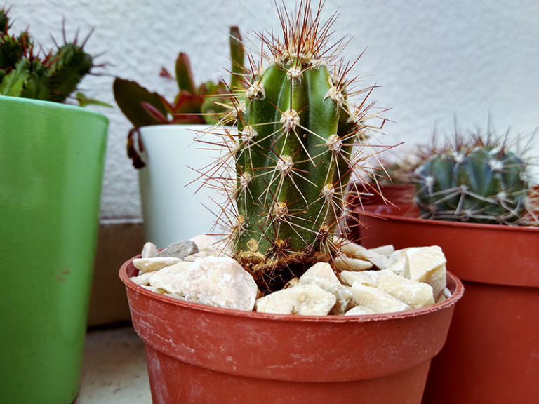 Cactus Yellowing [Issues + Fix] What to Do If Your Cactus Turns Yellow