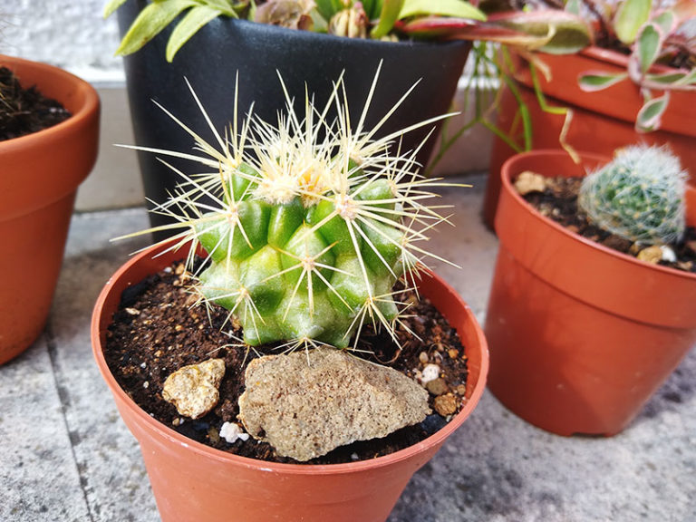 Cactus Yellowing [Issues + Fix] What to Do If Your Cactus Turns Yellow