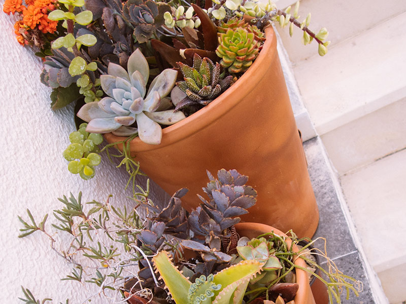 terracotta succulent bowl