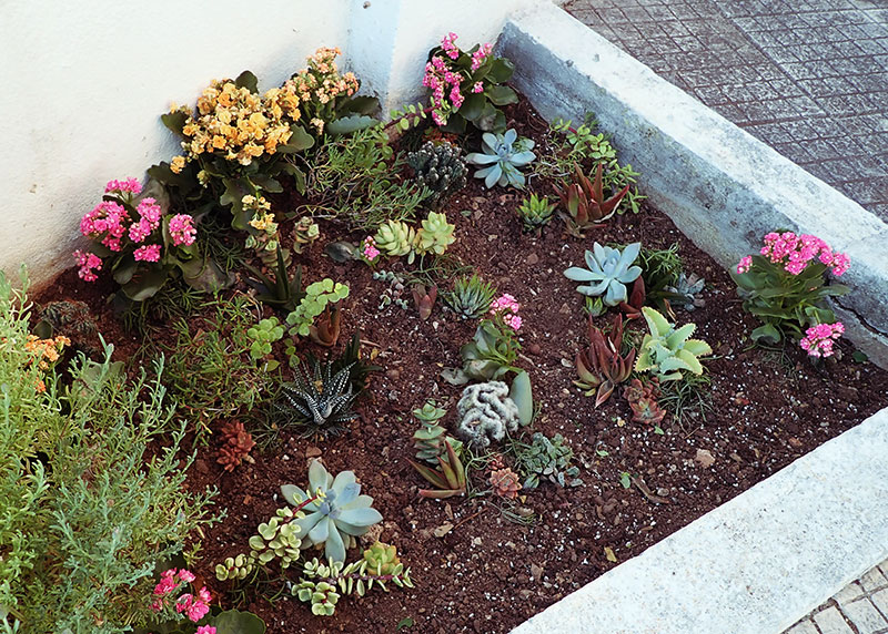 My “Under the Sea” Coral Reef Themed Succulent Bed Arrangement