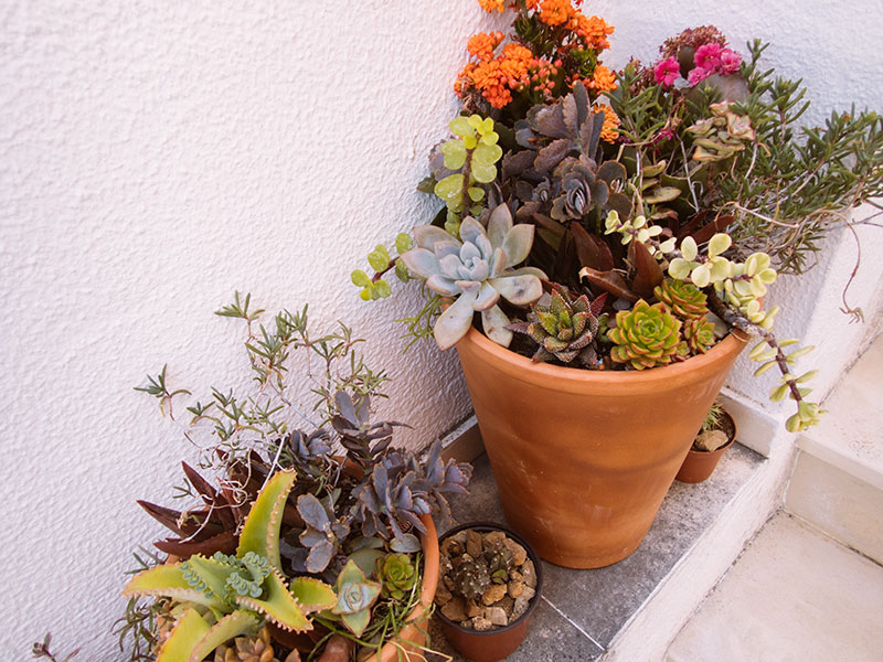 terracotta succulent bowl