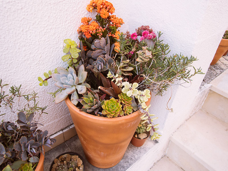 terracotta succulent bowl