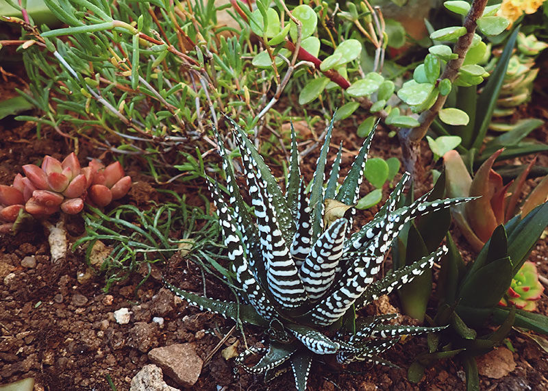 “What Should I Name My Succulent?” A Slew: Funny, Punny & Cute