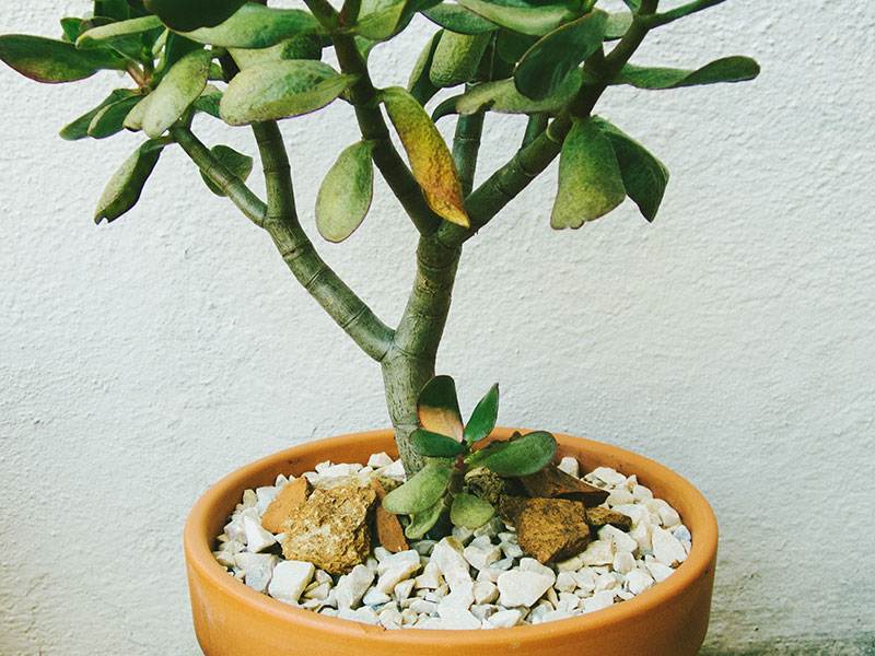 jade plant repotting