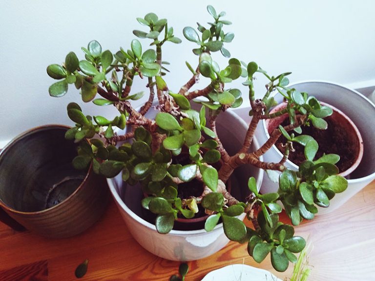 The Best Pots for Jade Plants & How to Make Your Faves Work