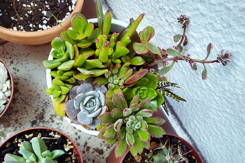 This image has an empty alt attribute; its file name is collecting-smallest-succulents-cuttings-cute-arrangement.jpg