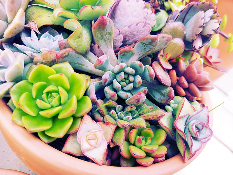 Teeny Tiny Succulents? A Slew of Succulent Plants That Stay Small