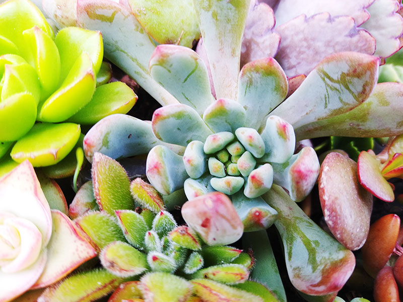 Teeny Tiny Succulents? A Slew of Succulent Plants That Stay Small