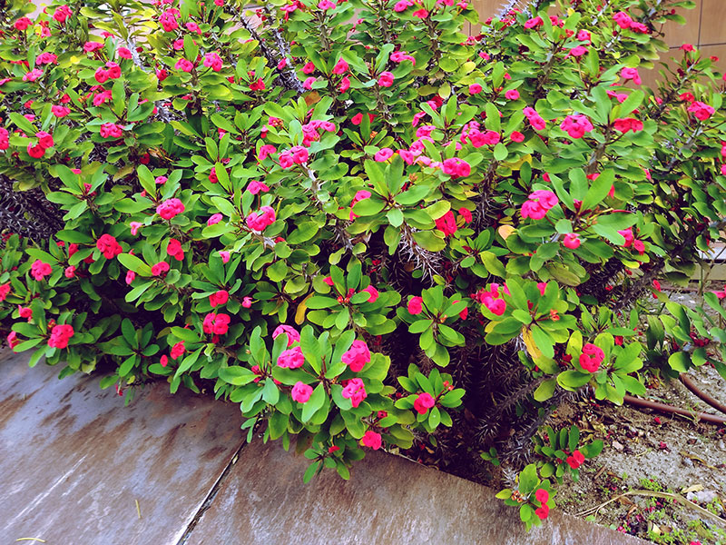 Succulents Flowering Red: Small Flowers to Ground Covers ...