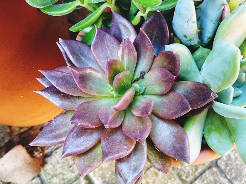 Purple Succulents Vibrant Violets That Make Any Arrangement Pop