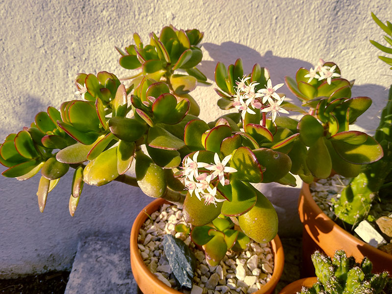 Is Your Jade Plant Top Heavy Here S What You Do