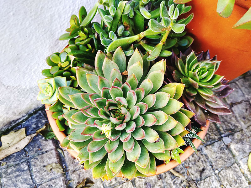 Succulents With Red Tips Blazing Beauty Brought On By Stress