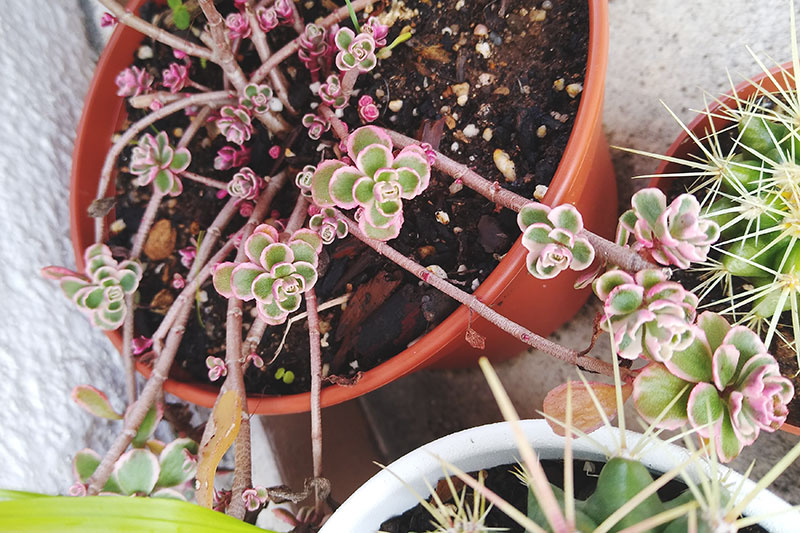 Pretty Pink Succulents: The Perfect Pastels for Plant Arrangements