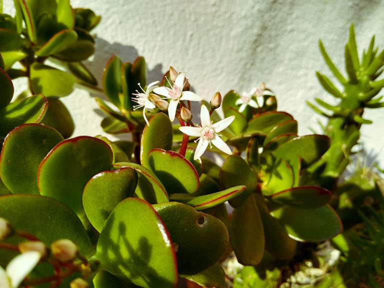 Is Your Jade Plant Top Heavy? Here's What You Do