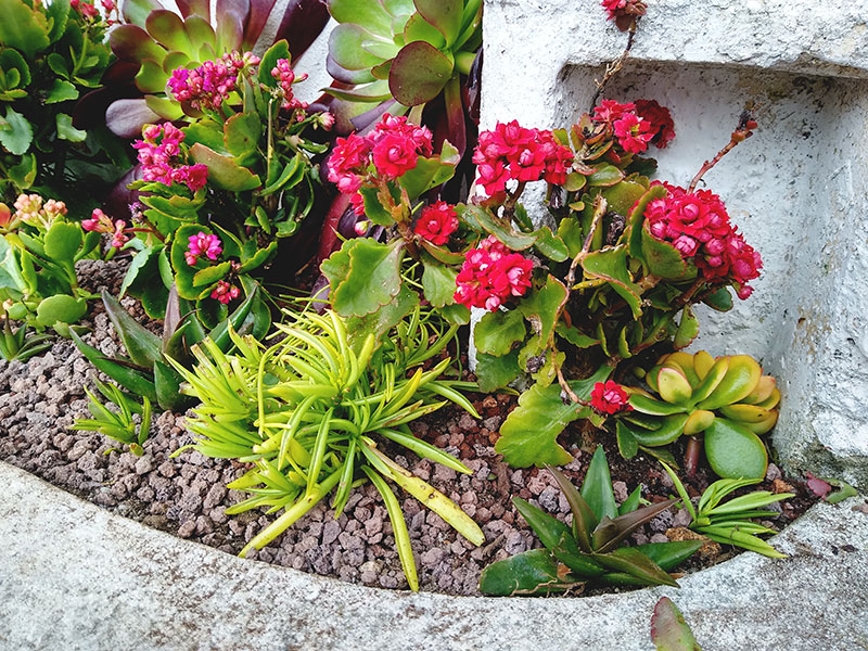 Outdoor Succulent Flower Bed Arrangement Rehab