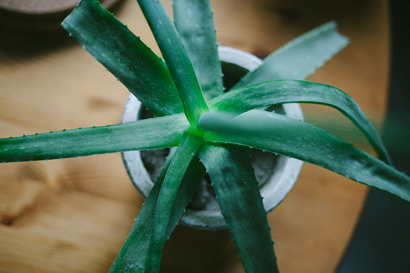 “Is Aloe Vera a Cactus?” No, but Here’s Why You May Have Thought So