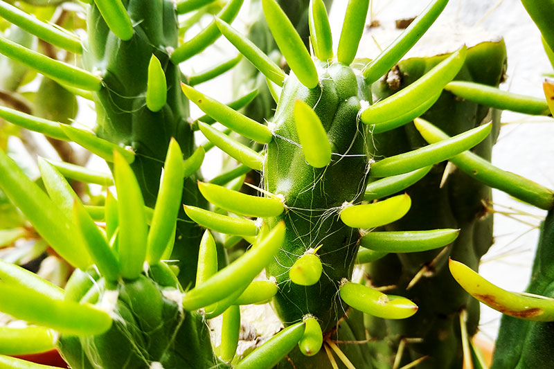 Are cactus plants store poisonous to dogs