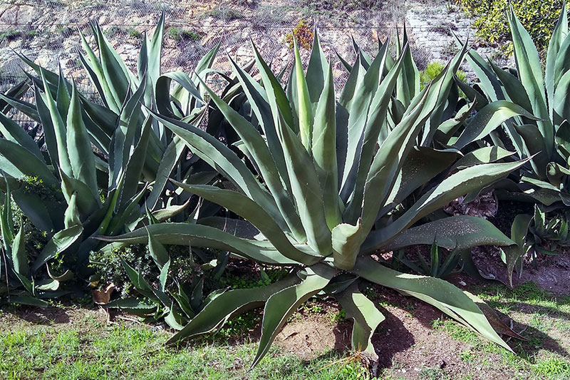 Is Agave a Cactus? No, but They Are Similar; Here’s How