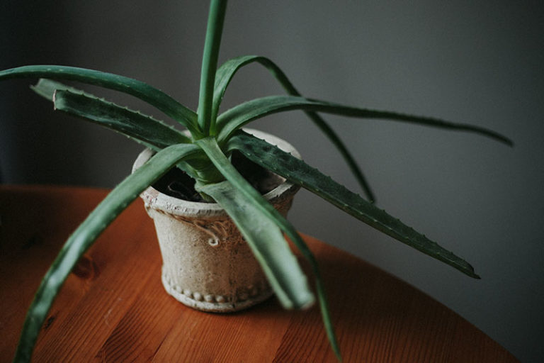 Cute & Funny Names for Plants When Your Pet Is as Green as Your Thumb!