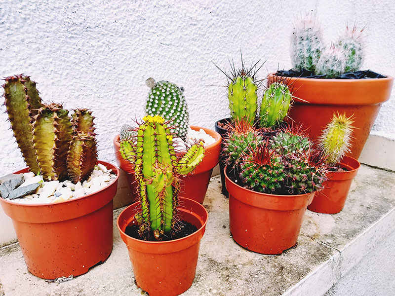 Why Do Some Types Of Cactus Bloom At Night 2 Theories