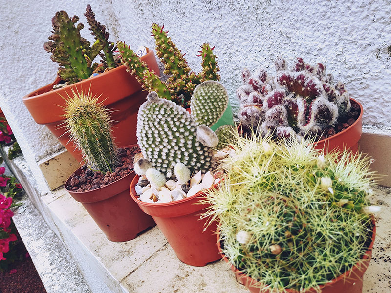 Blooming cactus store