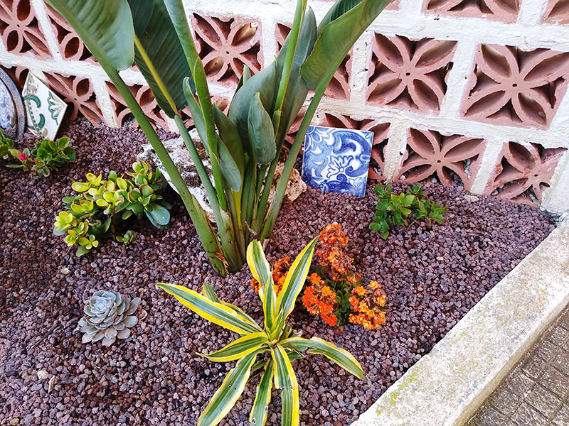 Minimalist Outdoor Succulent Arrangement With Portuguese Tiles