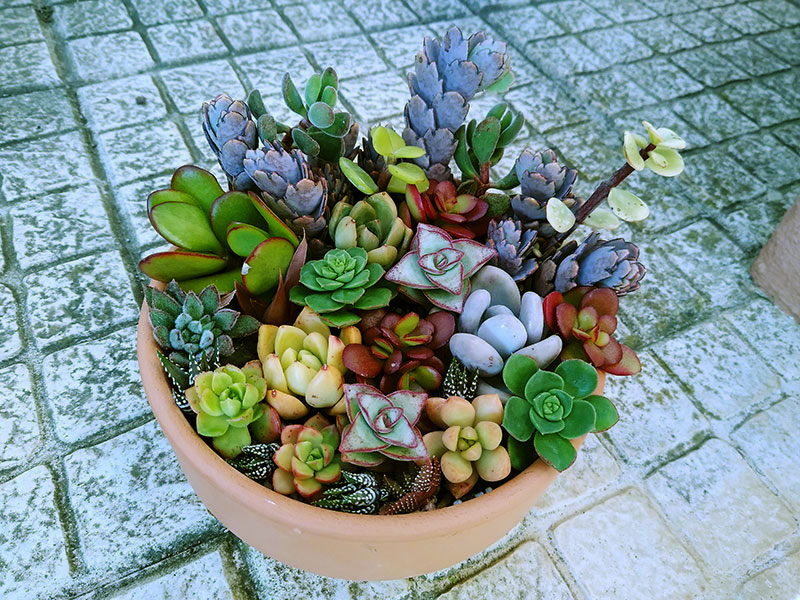 Cute Clay Bowl Planter Succulent Cutting Arrangement