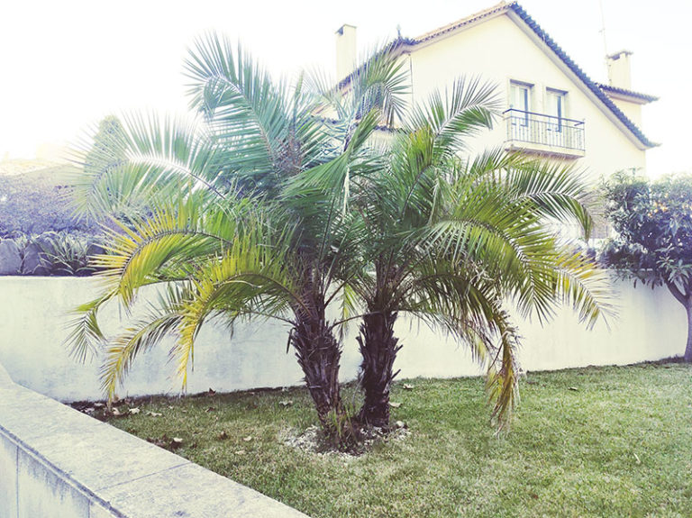 How Do Palm Tree Roots Grow? How Deep & Wide? Can They Cause Damage?