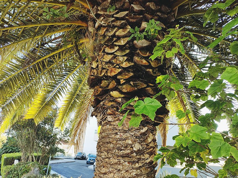 Travelers Palm Tree Root System TRAVELVOS