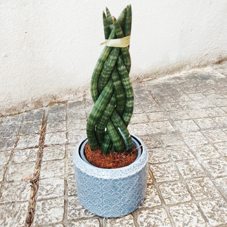 Cute & Funny Names for Plants When Your Pet Is as Green as Your Thumb!