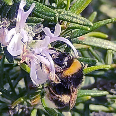 bumblebee-drinking-pollen-garden-flower-names-for-bees