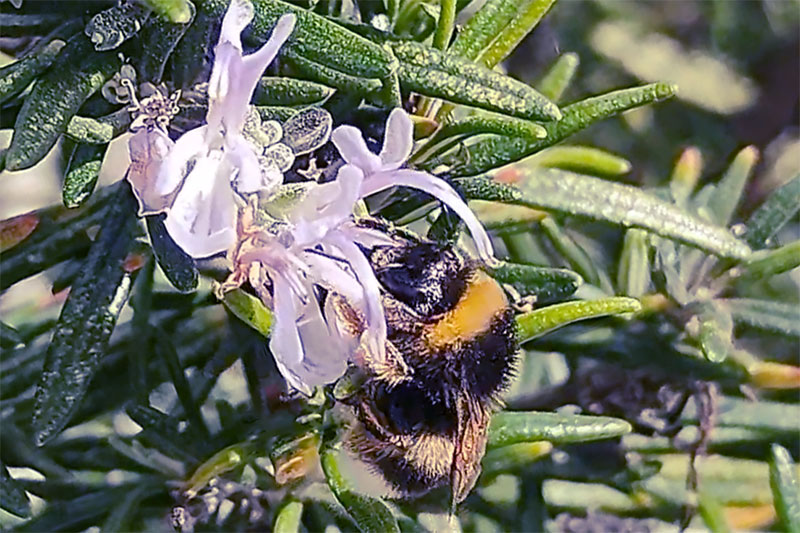 Bee-utiful & Oh So Cute Bee Names: From Dahlia to Lychee