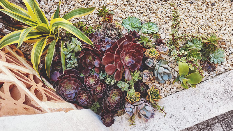 Primarily Purple Outdoor Corner Succulent Mix Arrangement