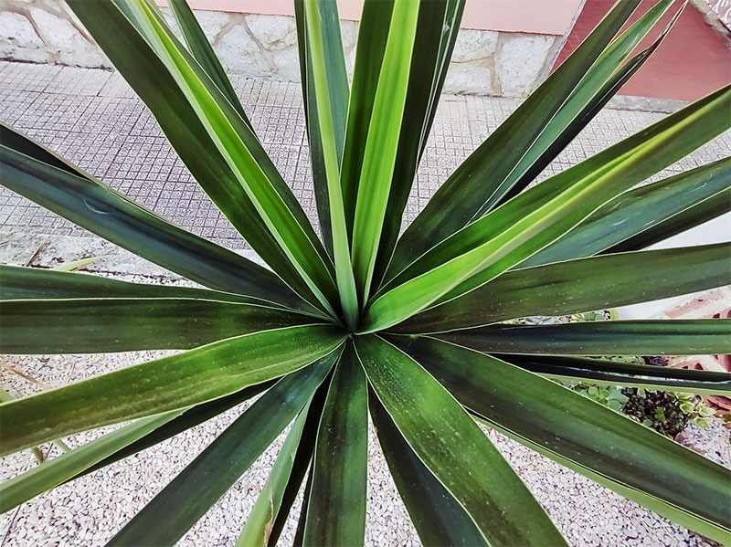 The Yucca Adventure: Goodbye Orange Trees, Hello Yucca Cuttings – Everywhere!