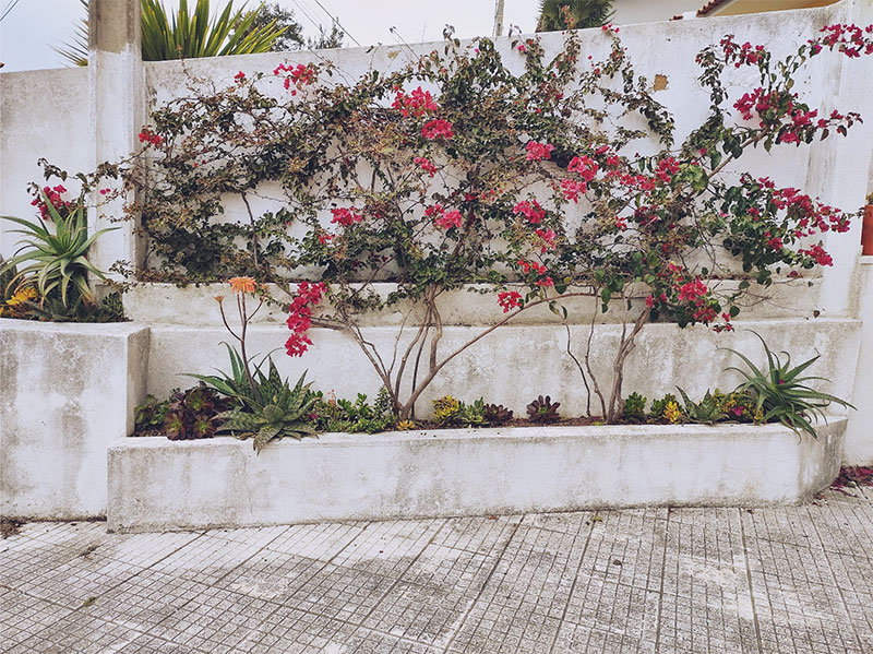 Creating My Bougainvillea Wall: Start to Finish (4 Year Progress ...