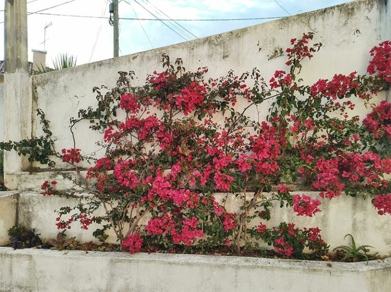Creating My Bougainvillea Wall: Start to Finish (4 Year Progress ...