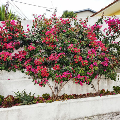 pruning-bougainvillea-bottom-to-expose-trunk