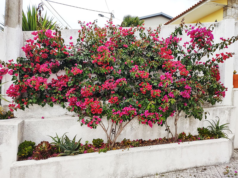 Training & Pruning My Bougainvillea Wall: Start to Finish (4 Year Progress)