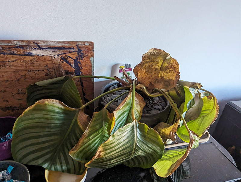 Saving My Miserable Indoor and Outdoor Calatheas With Hydrogen Peroxide