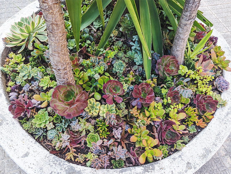 Underplanting Yuccas With Succulent Cuttings in My Flower Bed